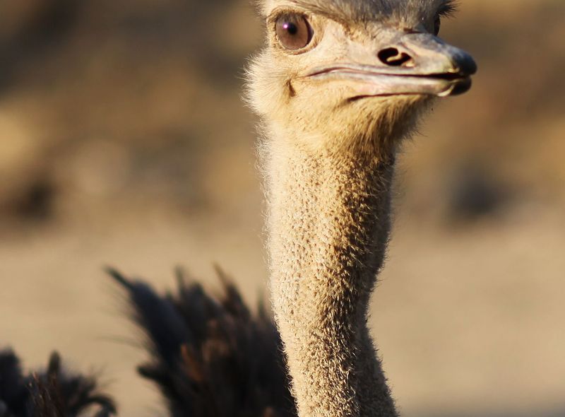 Zuidelijk Afrika wildlife dieren struisvogel Zuid-Afrika