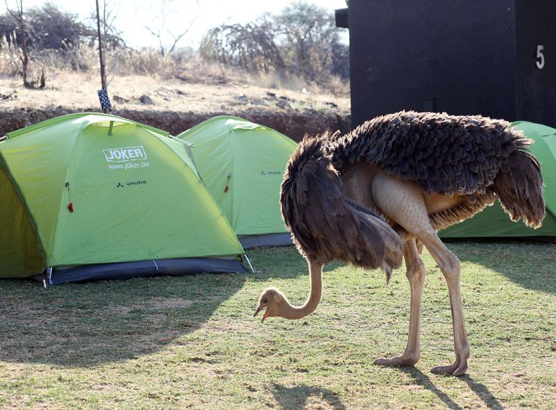 Zuidelijk Afrika wildlife dieren struisvogel Zuid-Afrika