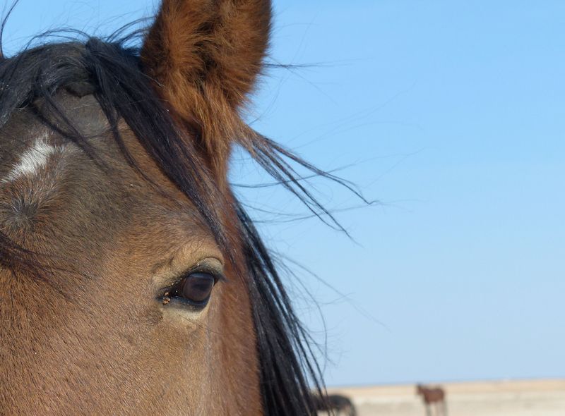 Zuidelijk Afrika safari wildlife dieren paarden Garub Namibië