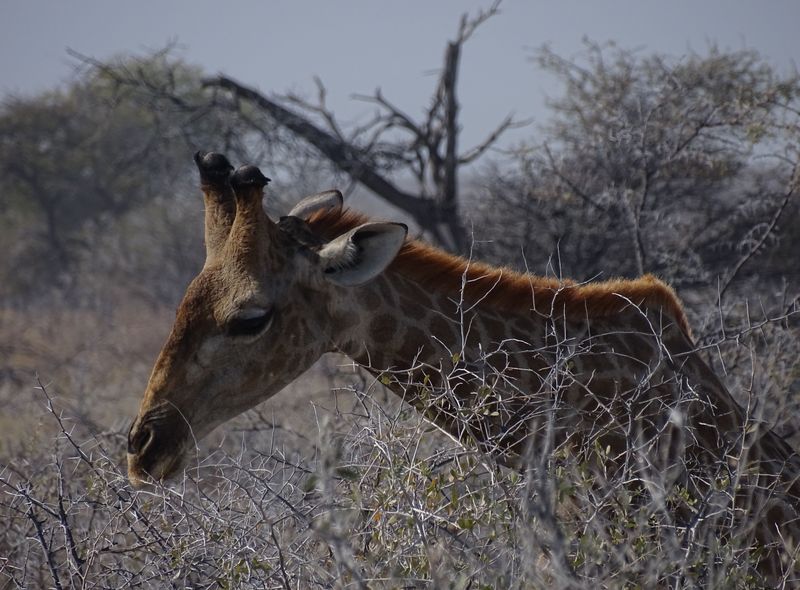 Afrika wildlife safari giraf giraffe Namibië