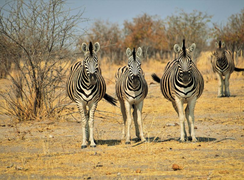 Afrika safari wildlife zebra Namibië Etosha National Park