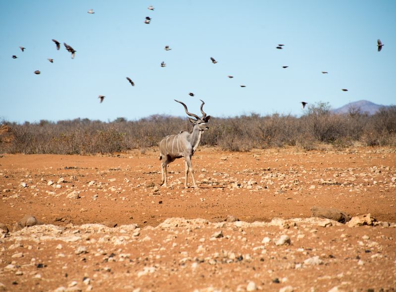 Zuidelijk Afrika wildlife dieren antilopen Namibië
