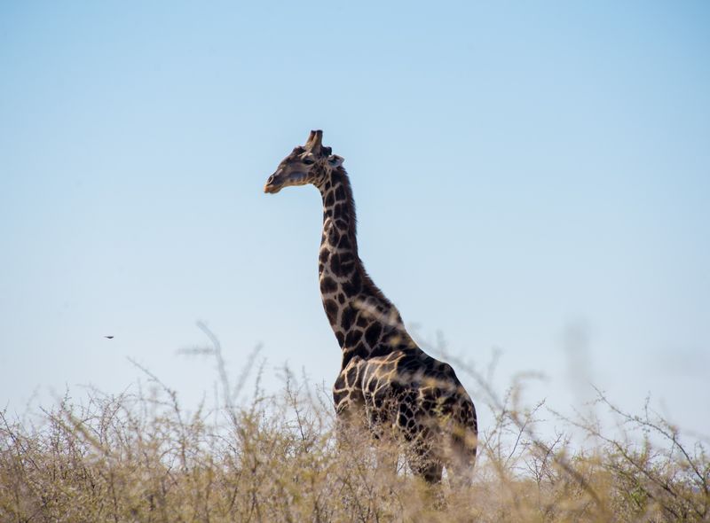 Afrika wildlife safari giraf giraffe Namibië