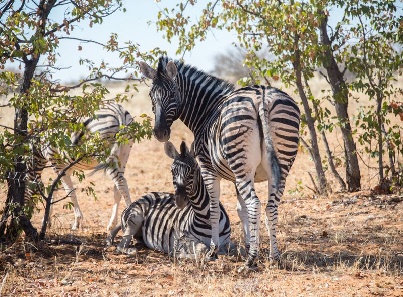 Afrika safari wildlife zebra Namibië
