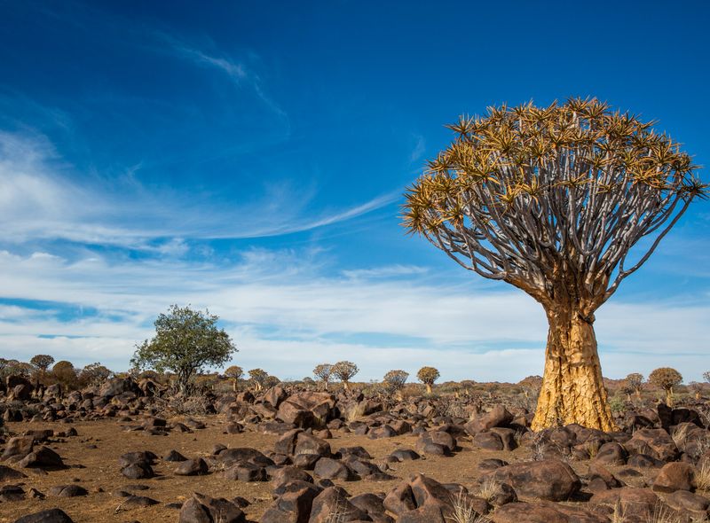 Boom in namibie