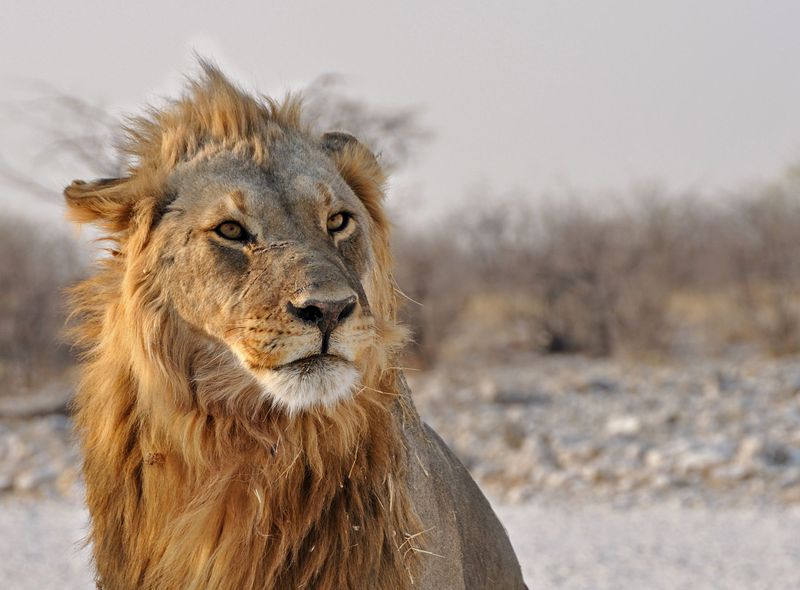 Leeuw in Etosha NP