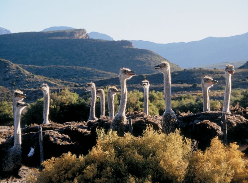 Struisvogels in Oudtshoorn