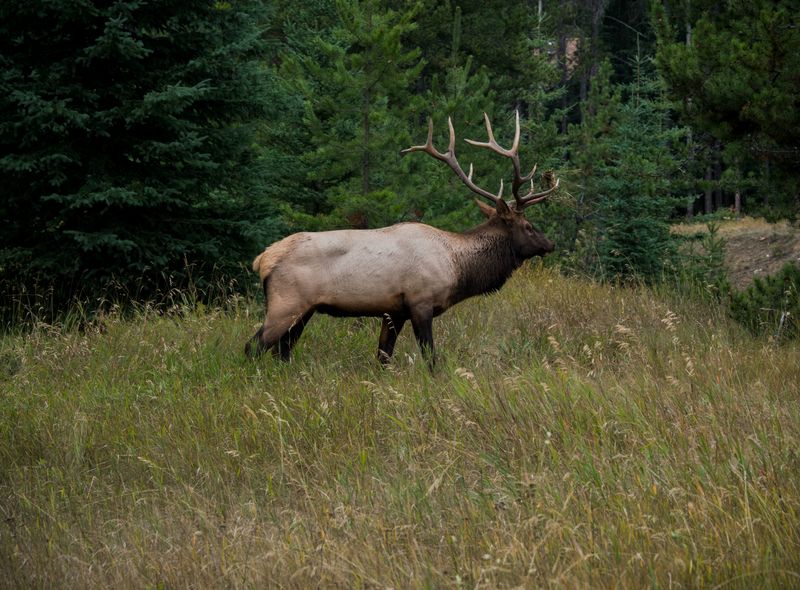 Canada wildlife rendier natuur reindeer dieren fauna reis