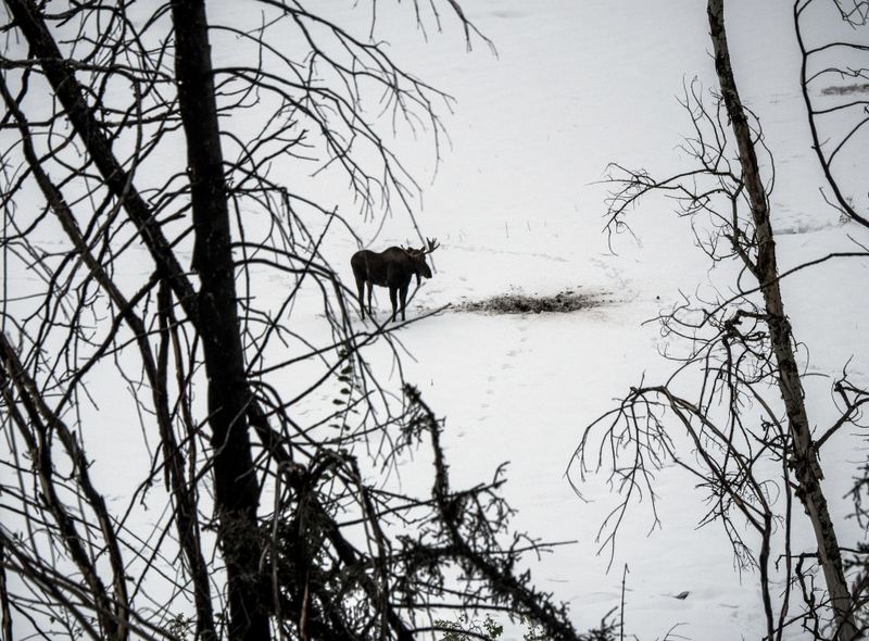 Canada wildlife eland natuur moose