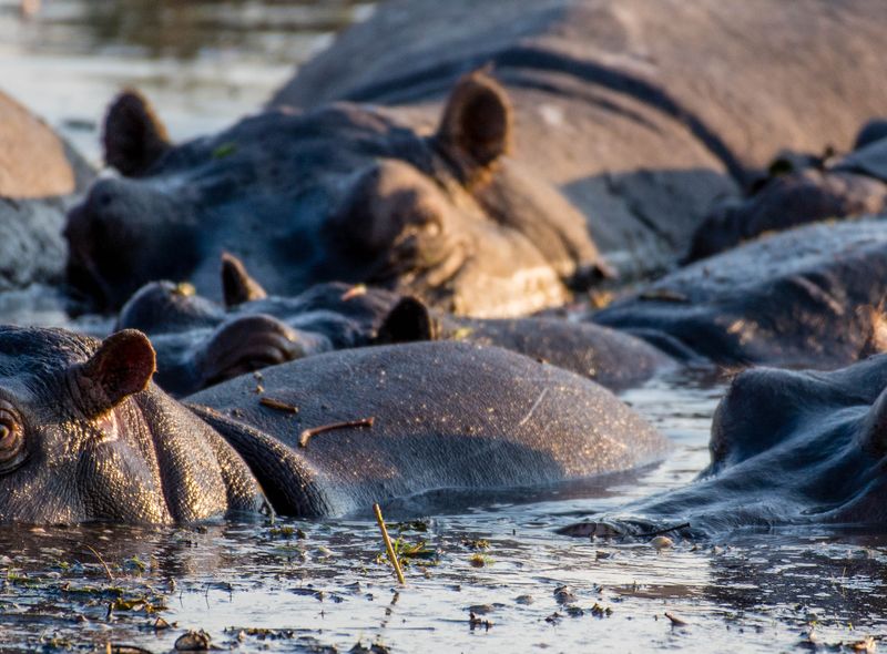 Zuidelijk Afrika wildlife dieren nijlpaard Botswana National Park