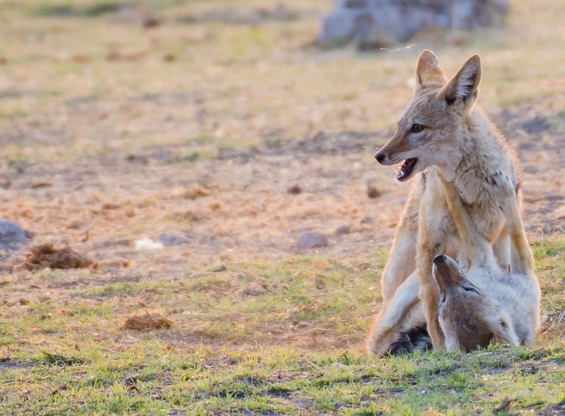 Afrika safari wildlife jakhals Etosha National Park Namibië
