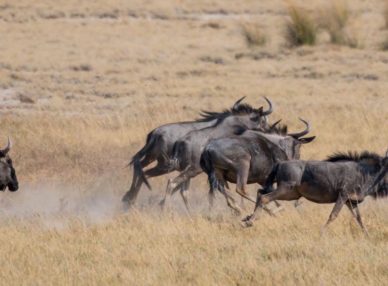 Zuidelijk Afrika wildlife dieren Gnoe Namibië