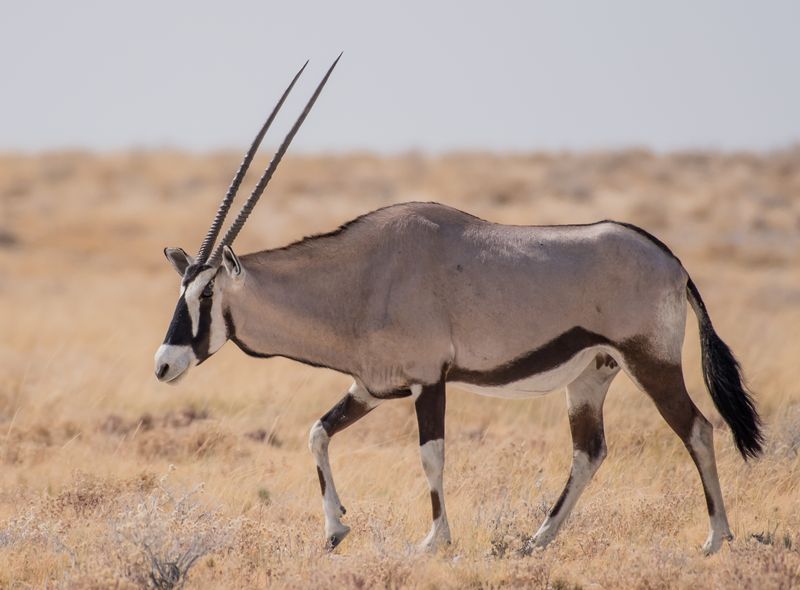 Zuidelijk Afrika wildlife dieren antilopen Oryx Namibië-Zuid-Afrika-Botswana