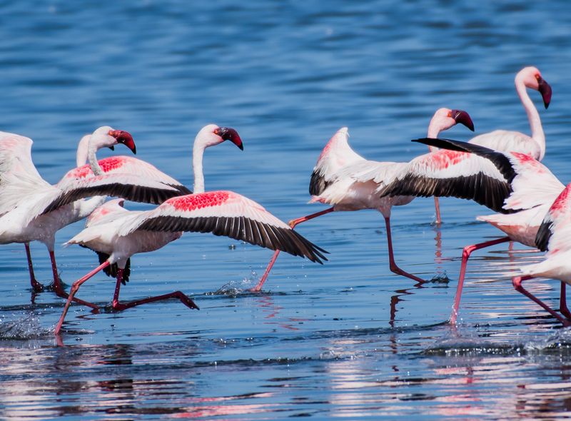 Zuidelijk Afrika wildlife dieren flamingo Namibië/Zuid-Afrika/Botswana