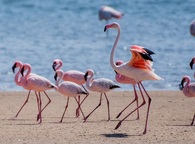 Zuidelijk Afrika wildlife dieren flamingo Namibië/Zuid-Afrika/Botswana