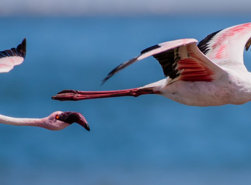 Zuidelijk Afrika wildlife dieren flamingo Namibië/Zuid-Afrika/Botswana