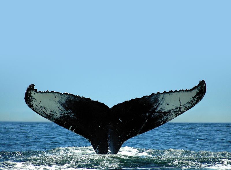 Canada wildlife whale walvis natuur fauna reis spotten