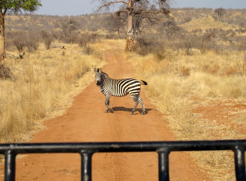 Afrika safari wildlife zebra Tanzania Ruaha National Park