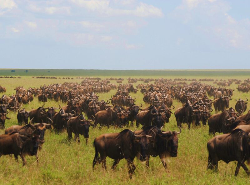 Zuidelijk Afrika wildlife dieren Gnoe Serengeti NP Great Migration Tanzania Kenia