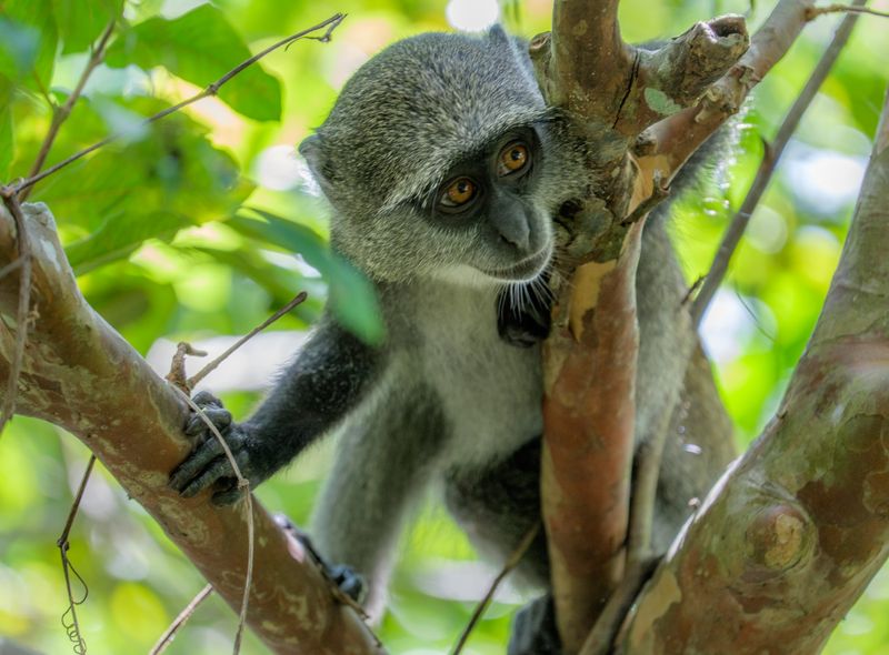 Afrikaanse wildlife apen Tanzania Blauwe Meerkat