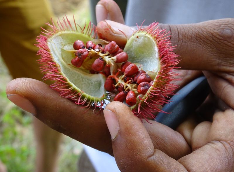 spice farm zanzibar tanzania