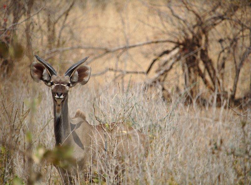 Zuidelijk Afrika wildlife dieren antilopen koedoe Tanzania Ruaha National Park