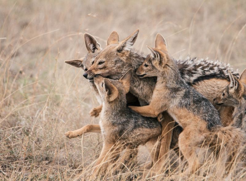 Afrika safari wildlife jakhals Tanzania Serengeti National Park