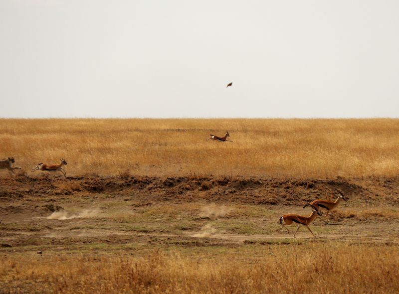 Zuidelijk Afrika wildlife dieren antilopen Koedoe Serengeti National Park, Tanzania