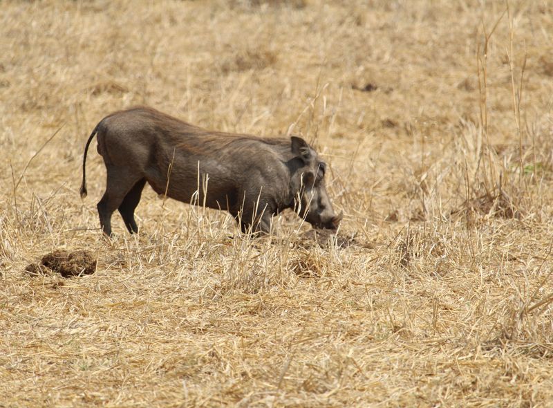 Afrika safari wildlife wild zwijn Tanzania