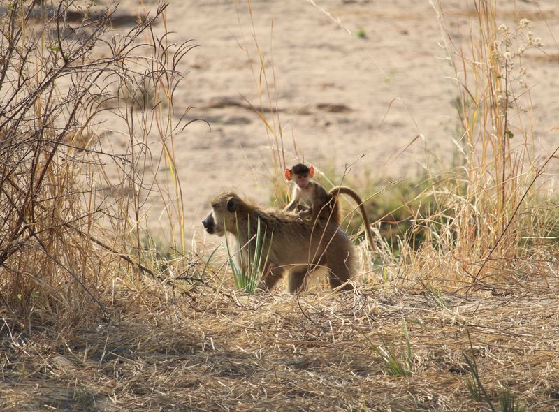 Afrikaanse wildlife apen Tanzania Baviaan