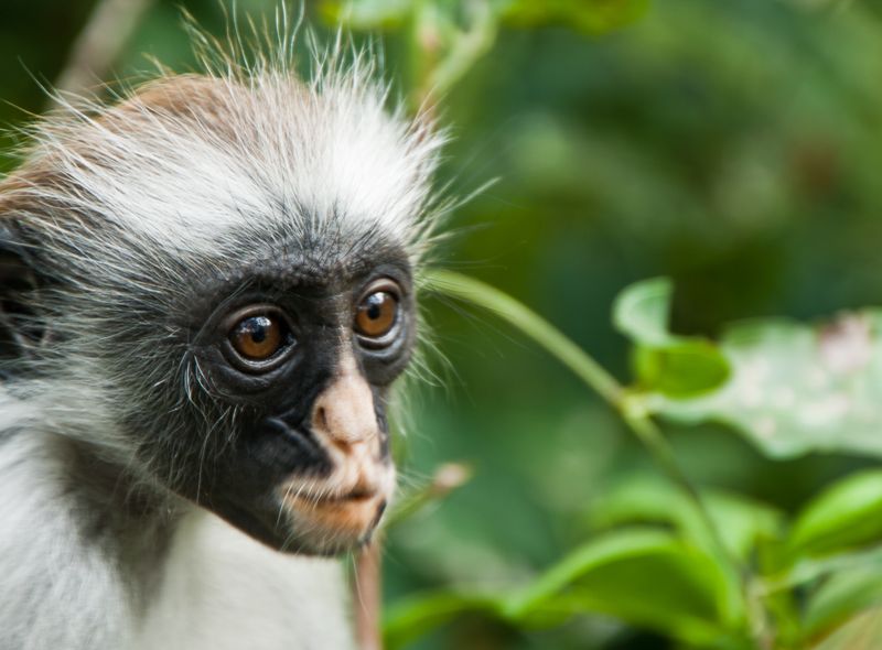 Afrikaanse wildlife apen Tanzania Rode Franjeaap