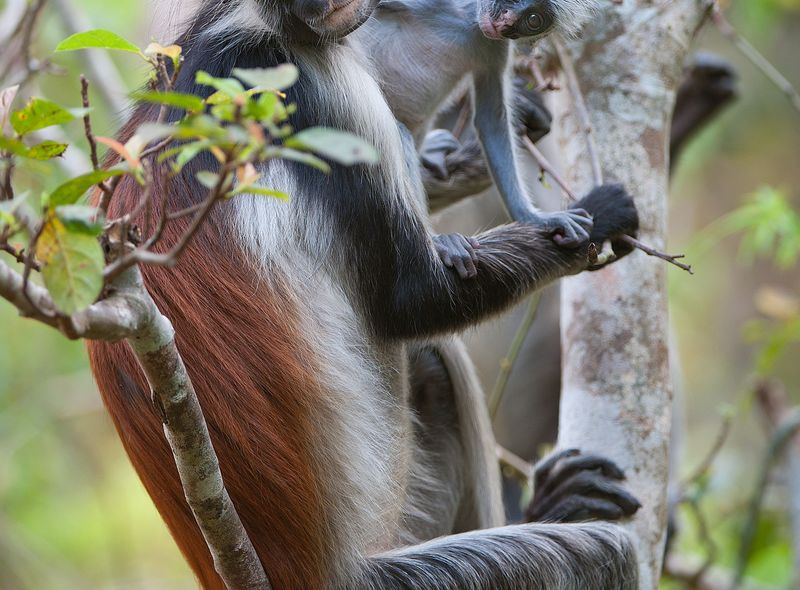 Afrikaanse wildlife apen Tanzania Rode Franjeaap