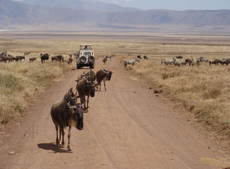Zuidelijk Afrika wildlife dieren Gnoe Serengeti NP Great Migration Tanzania Kenia