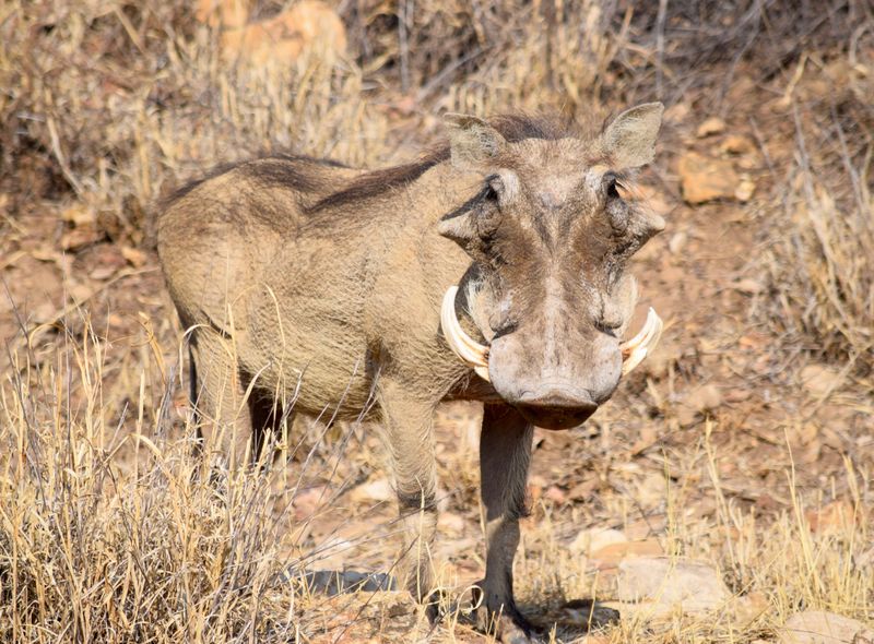 Afrika safari wildlife wild zwijn Zuid-Afrika