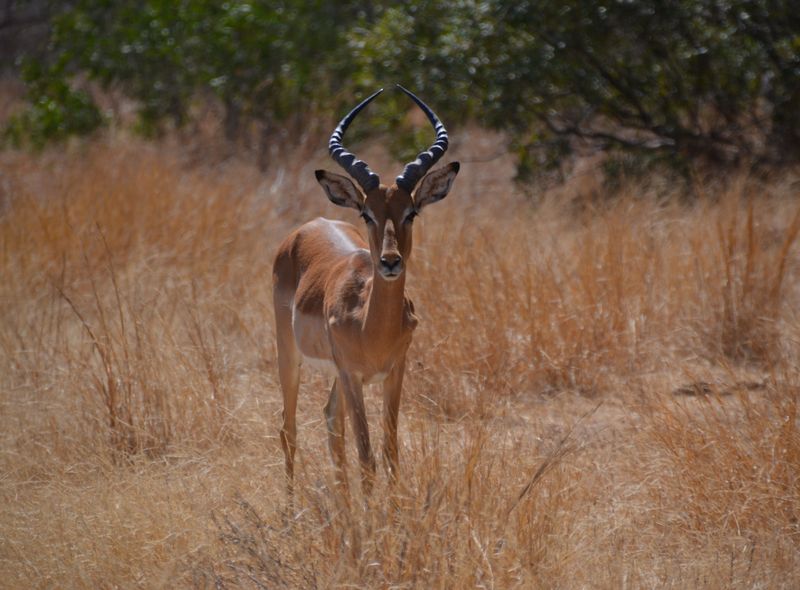 Zuidelijk Afrika wildlife dieren antilopen Krugerpark Zuid-Afrika