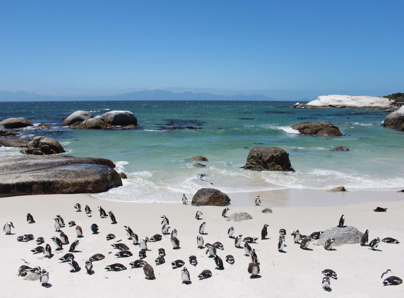 Zuidelijk Afrika wildlife dieren zwartvoetpinguïns brilpinguïns Boulders Beach Zuid-Afrika