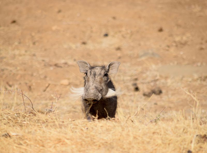 Afrika safari wildlife wild zwijn Zuid-Afrika