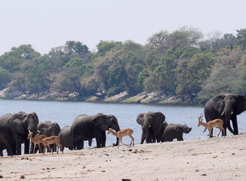 Zuidelijk Afrika wildlife dieren antilopen Zuid-Afrika