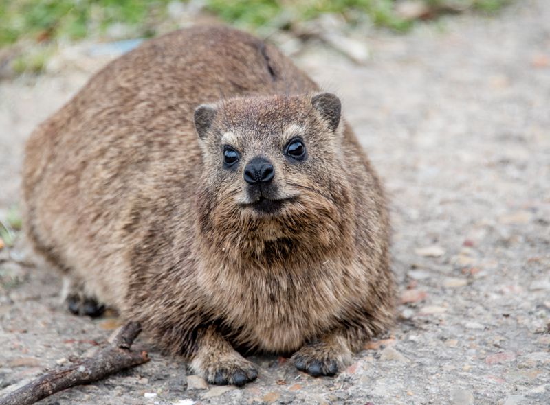 Zuidelijk Afrika wildlife dieren klipdas Zuid-Afrika
