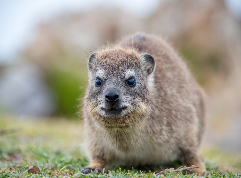 Zuidelijk Afrika wildlife dieren klipdas Zuid-Afrika