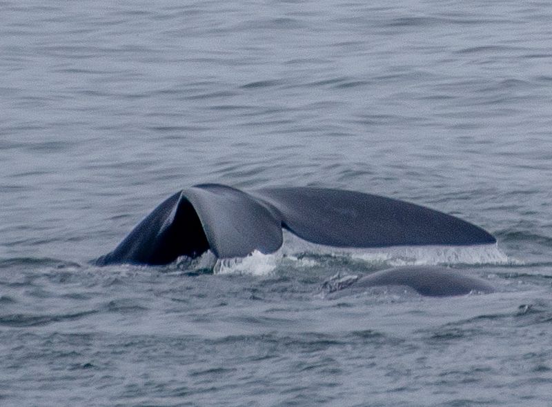 Zuidelijk Afrika wildlife dieren walvis Zuid-Afrika
