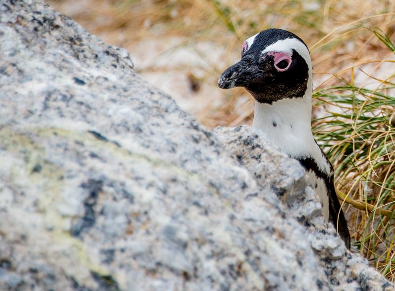 Zuidelijk Afrika wildlife dieren zwartvoetpinguïns brilpinguïns Boulders Beach Zuid-Afrika
