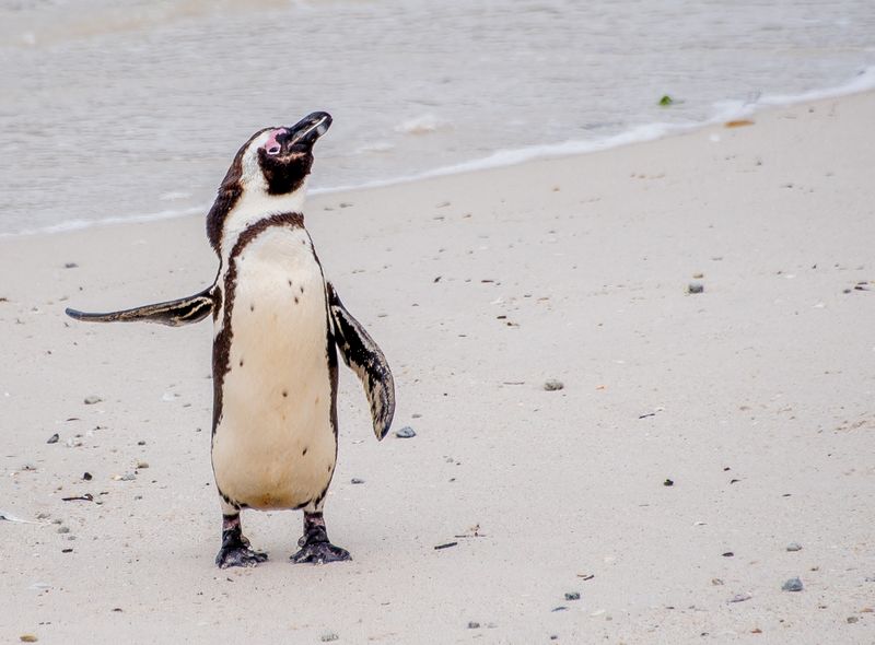 Zuidelijk Afrika wildlife dieren zwartvoetpinguïns brilpinguïns Boulders Beach Zuid-Afrika