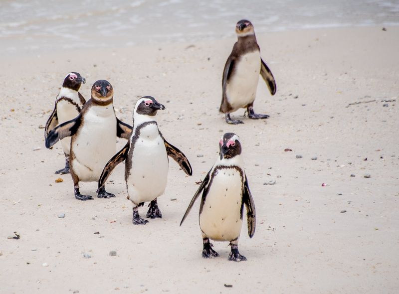 Zuidelijk Afrika wildlife dieren zwartvoetpinguïns brilpinguïns Boulders Beach Zuid-Afrika