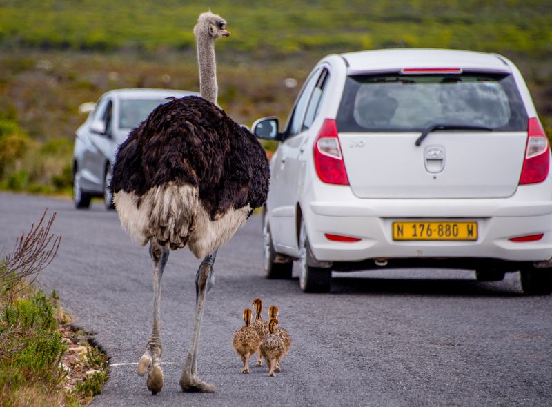 Zuidelijk Afrika wildlife dieren struisvogel Zuid-Afrika