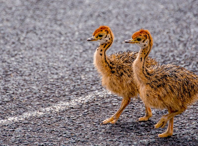 Zuidelijk Afrika wildlife dieren struisvogel Zuid-Afrika