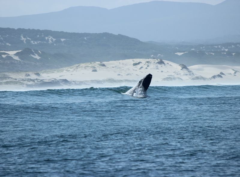 Walvissen in Hermanus