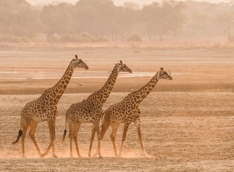 Afrika wildlife safari giraf giraffe Zambia