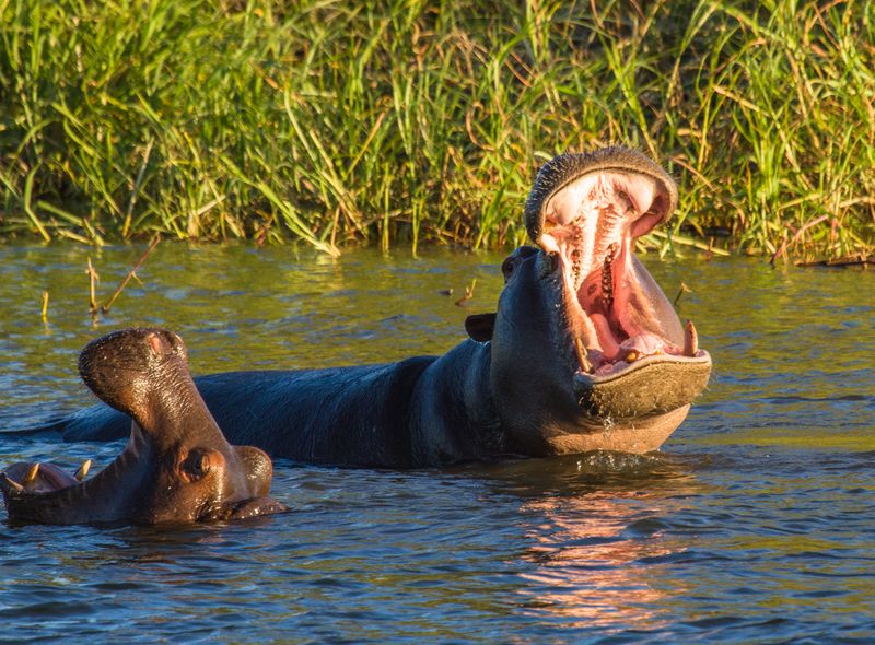 Zuidelijk Afrika wildlife dieren nijlpaard Zambia Zambezi-rivier