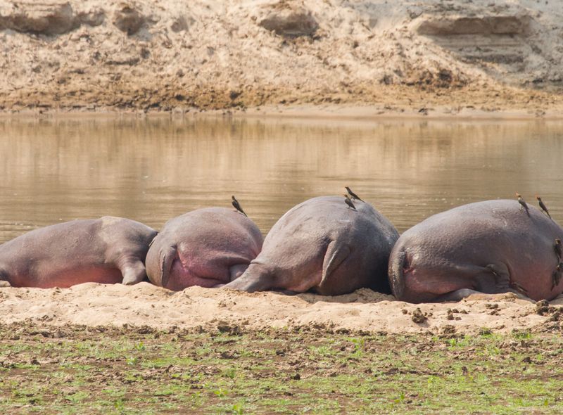 Zuidelijk Afrika wildlife dieren nijlpaard Zambia Zambezi-rivier